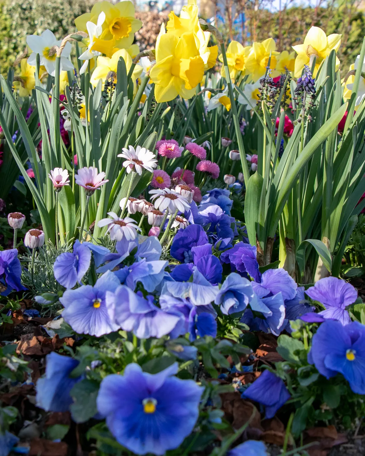 Fargerike vårblomster som påskeliljer og stemorsblomster i et hagebed